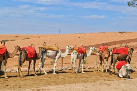 Camel Ride at sunset in Agafay